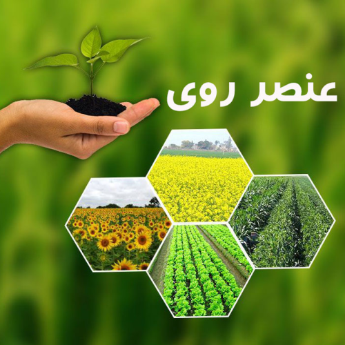 تشخیص کمبود روی در گیاهان و علائم آن