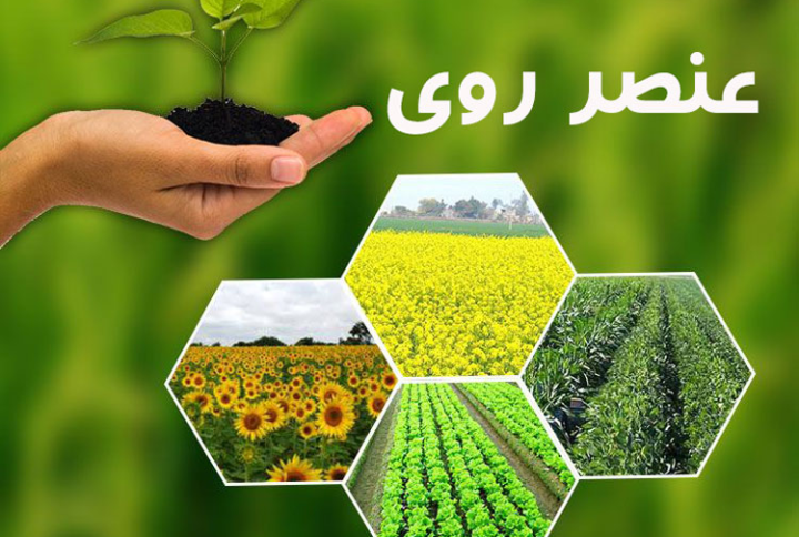 تشخیص کمبود روی در گیاهان و علائم آن