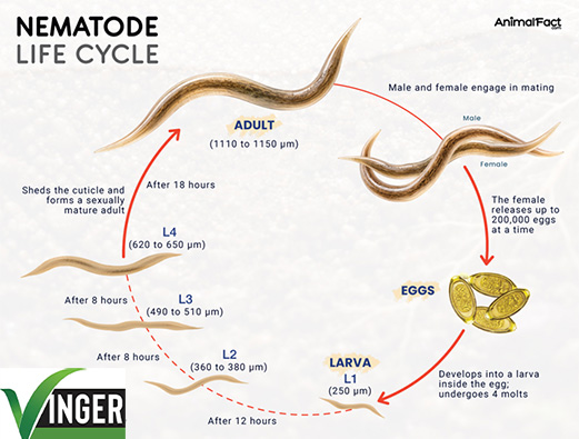 نماتد پسته و راهکار درمان آن