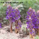گل جالیز و راه های کنترل آن