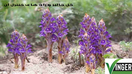 گل جالیز و راه های کنترل آن